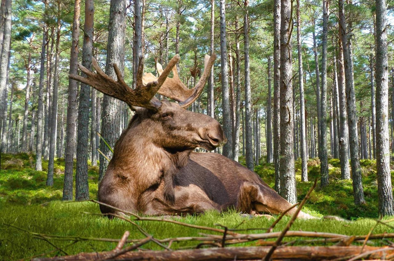 Bed and Breakfast Gaesthus Nornaes Esterno foto